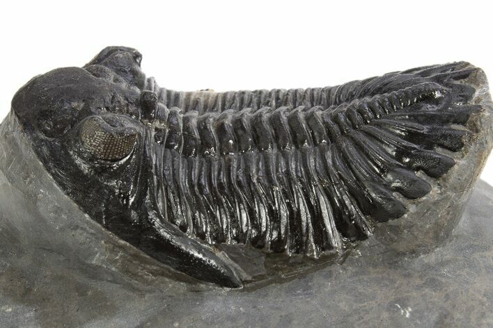 Detailed Hollardops Trilobite Fossil - Ofaten, Morocco #325969